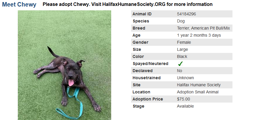 Please visit HalifaxHumaneSociety.org to learn how to adopt Chewy, a year old, female terrier / Pit bull mix, and other loveable dogs and cats.