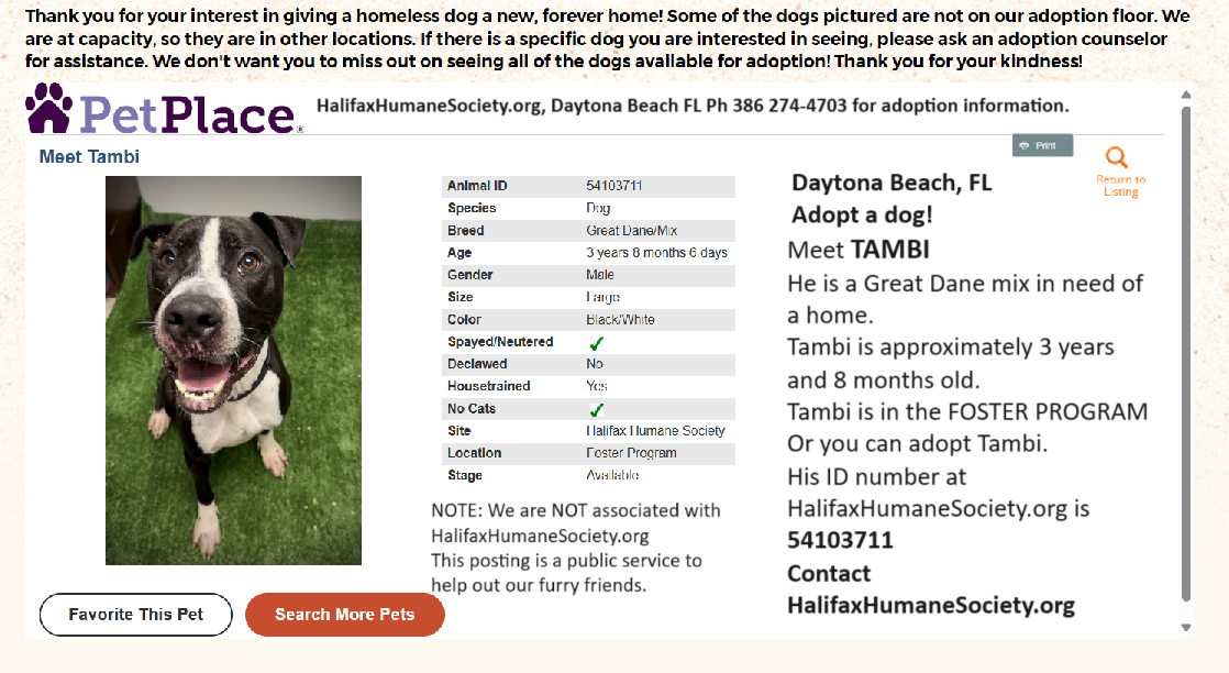 Adopt a dog from Daytona Beach FL. Tambi is a great dane mix