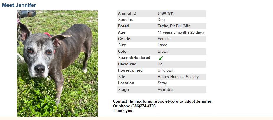 Please visit HalifaxHumaneSociety.org to learn how to adopt Jennifer, an eleven year old terrier mix, female, and take a look at the  other loveable dogs and cats available for adoption.